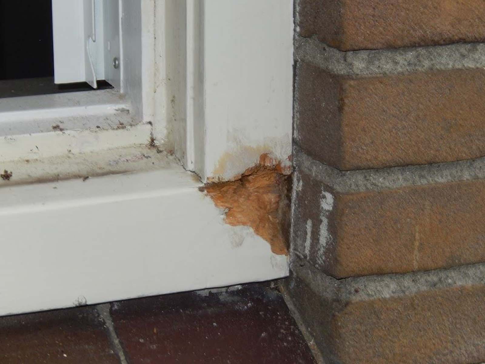 Schildersbedrijf de Graaf - Houtrot-1.JPG Schildersbedrijf de Graaf - Houtrot-1.JPG